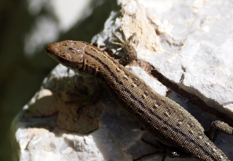 Lacertidae (Zootoca vivipara)